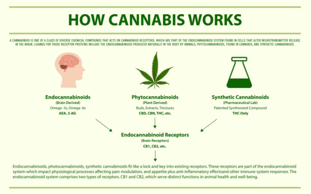 Cannabis vs Synthetic Cannabinoids 5 Cannabis vs Synthetic Cannabinoids