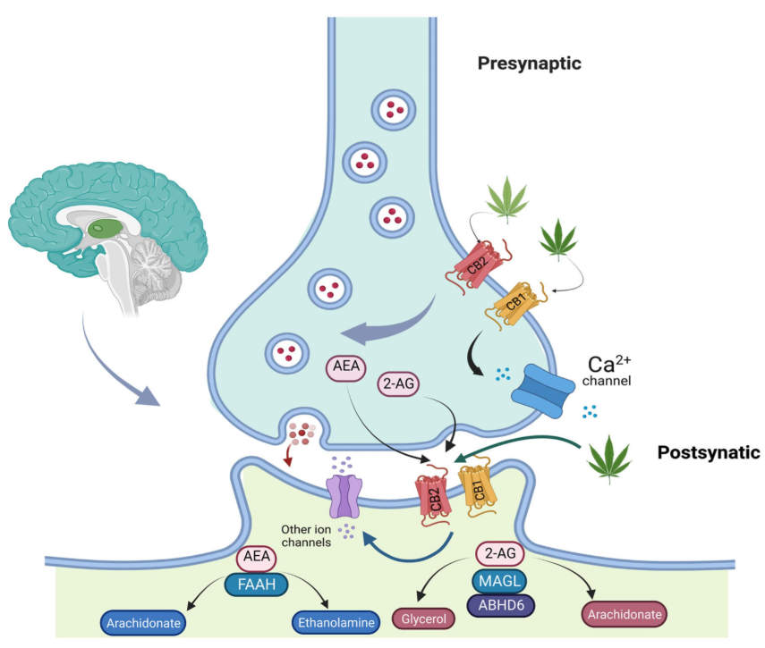 What Are Synthetic Cannabinoids 1 What Are Synthetic Cannabinoids